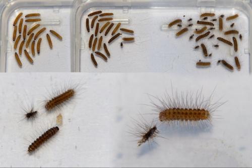 Spilosoma lubricipeda